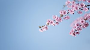 初阳绽放的好听唯美网名