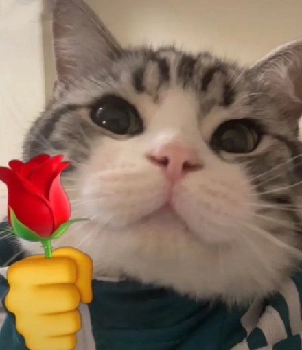 微信表情包猫咪-猫咪头拿玫瑰表情包